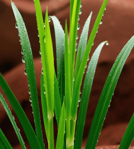 About lemon grass