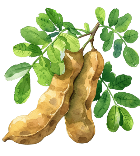 About tamarind